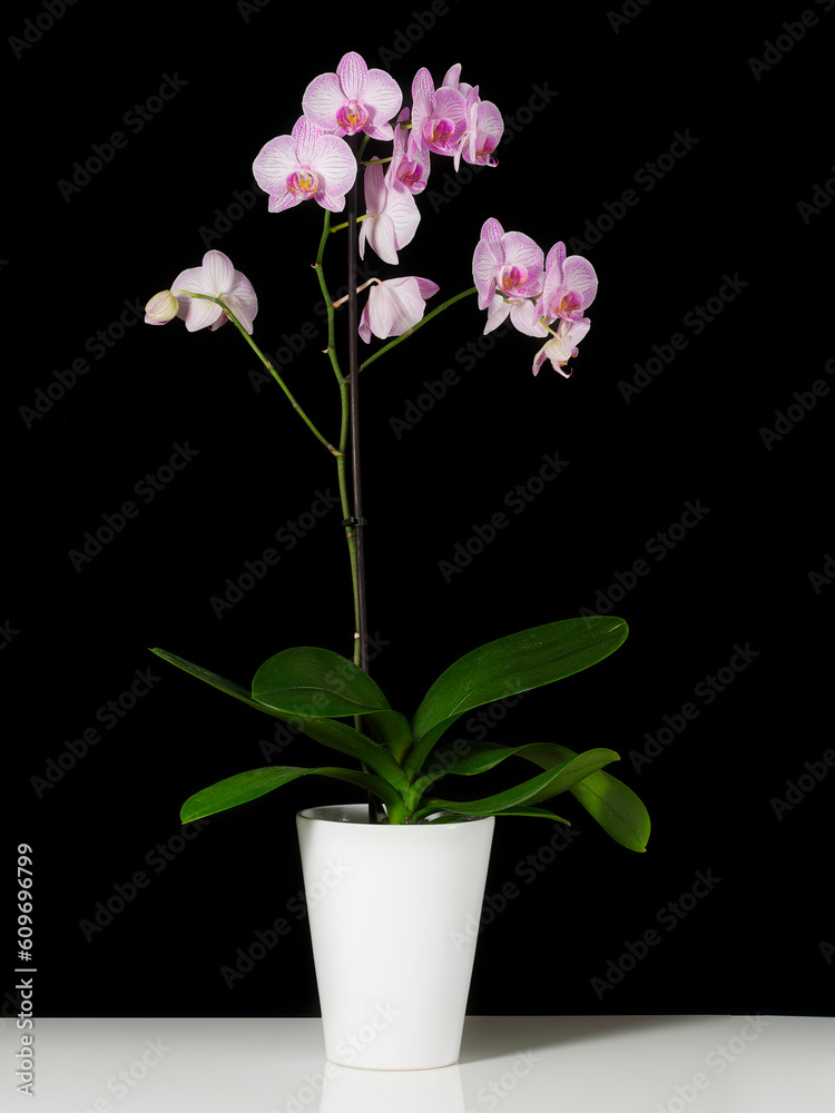 Moth orchid (Phalaenopsis) whole plant with pinkish white flowers in white flowerpot on white table with black background