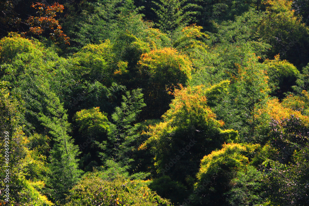 Aerial view of Greenery and tropical forest. The jungle and rain forest in Thailand Aerial view of Greenery and tropical forest. The jungle and rain forest in Thailand