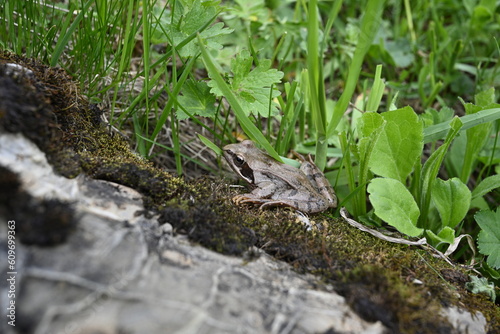 Frog on the stone