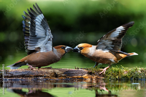Fototapeta Hawfinch (Coccothraustes coccothraustes) male fighting in the forest of Noord Brabant in the Netherlands