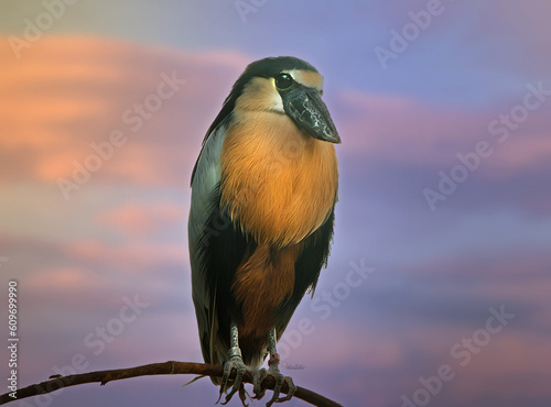 Boat-billed heron photo