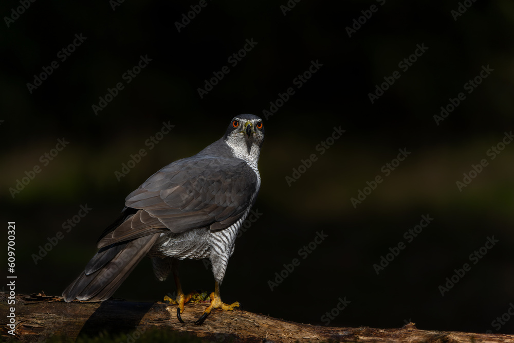 Fototapeta premium Northern goshawk (accipiter gentilis) searching for food in the forest of Noord Brabant in the Netherlands with a black background 
