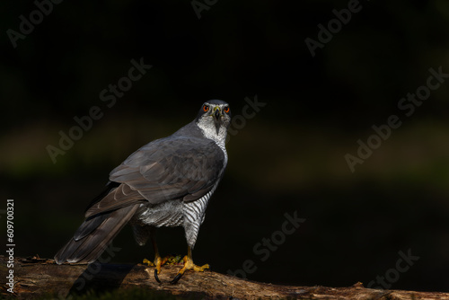 Northern goshawk (accipiter gentilis) searching for food in the forest of Noord Brabant in the Netherlands with a black background        © henk bogaard