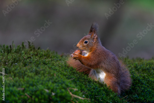 Eurasian red squirrel (Sciurus vulgaris) searching for food in the forest in the Netherlands.   © henk bogaard