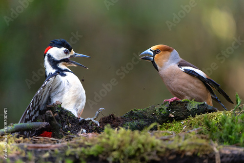 Canvastavla Hawfinch (Coccothraustes coccothraustes) male meeting a Great spotted woodpecker (Dendrocopos major) in the forest of Noord Brabant in the Netherlands