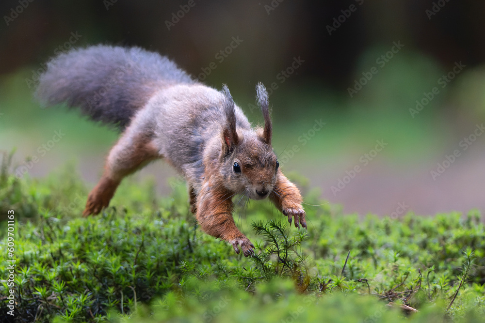 Eurasian red squirrel (Sciurus vulgaris) jumping in the forest of Noord Brabant in the Netherlands. Eurasian red squirrel (Sciurus vulgaris) jumping in the forest of Noord Brabant in the Netherlands.