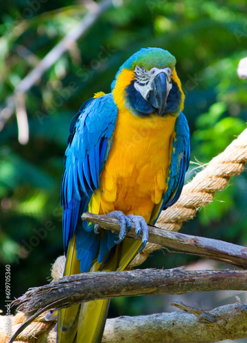 Blue Throated Macaw photo