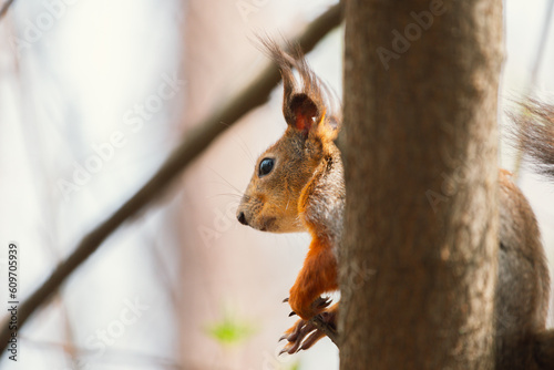 Portrait of a red squirrel in close-up. A red squirrel is sitting on a tree branch in a park on a sunny day. The squirrel became alert. Selective focus, blurred background.