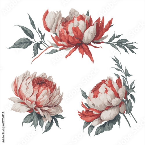 Peonies White Red Watercolor Flower Arrangement Collection.