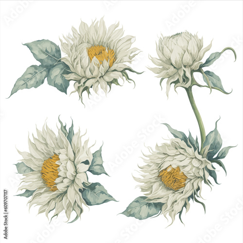 Sunflower White Watercolor Flower Arrangement Collection.