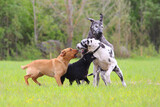 4 dogs play with each other on a green field, two Labradors and two Great Danes play with each other, purebred dogs