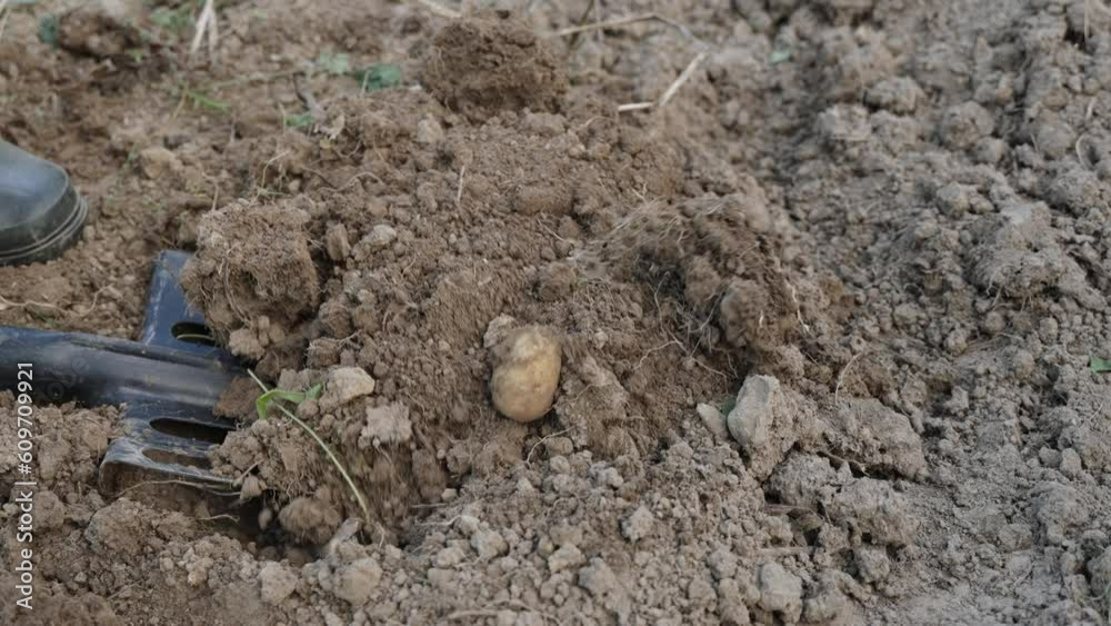 custom made wallpaper toronto digitalFarmer digs up soil with shovel, close-up. Potato fruit is found in earthen pit. Field worker loosens soil with particles of plant roots with garden tool after harvesting, static shot.