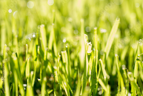 Close up of English Grass Rye Grass Lolium perenne photo