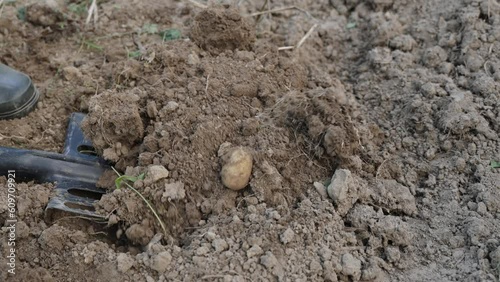 Wallpaper Mural Farmer digs up soil with shovel, close-up. Potato fruit is found in earthen pit. Field worker loosens soil with particles of plant roots with garden tool after harvesting, static shot. Torontodigital.ca