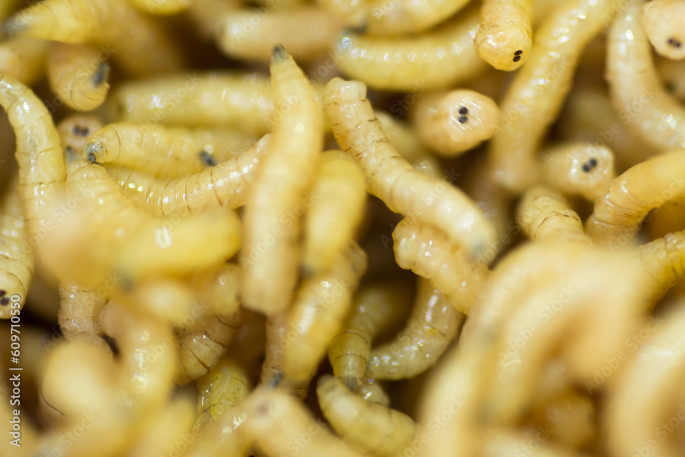 Macro shot of fly worms Macro shot of fly worms