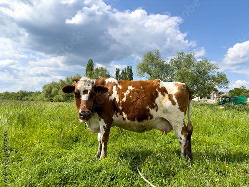 A red cow grazes in a picturesque meadow on a summer day