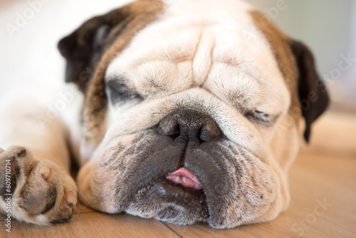 English bulldog portrait sleeping on wooden floor