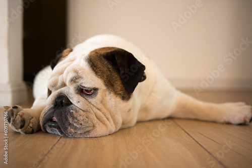Portrait of an English bulldog at home