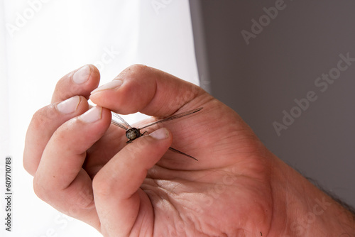 Close up of a hand holding dragonfly