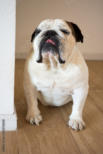 Portrait of an English bulldog at home
