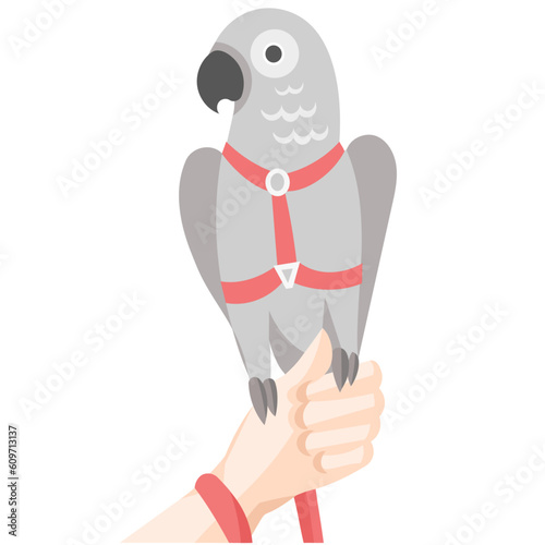 Grey parrot in red harness and leash on human hand - vector illustration 