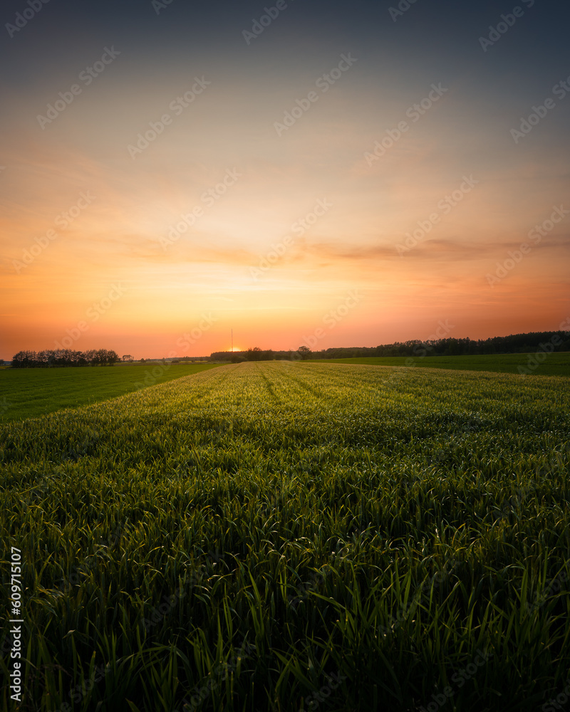 Wiese bei sonnenuntergang