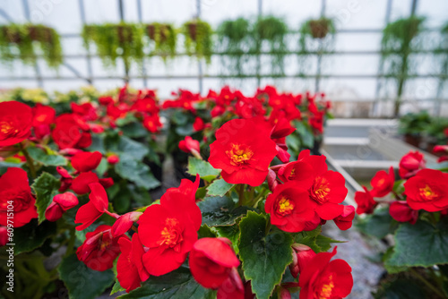 Flowers in a modern greenhouse. Greenhouses for growing flowers. Floriculture industry. Ecological farm. Family business