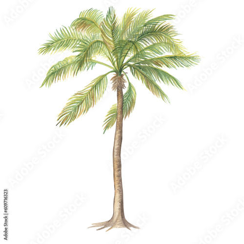 Watercolor illustration of a coconut palm.Isolated. Handmade work.