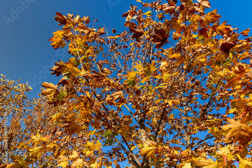 Yellowing maple foliage in the autumn season