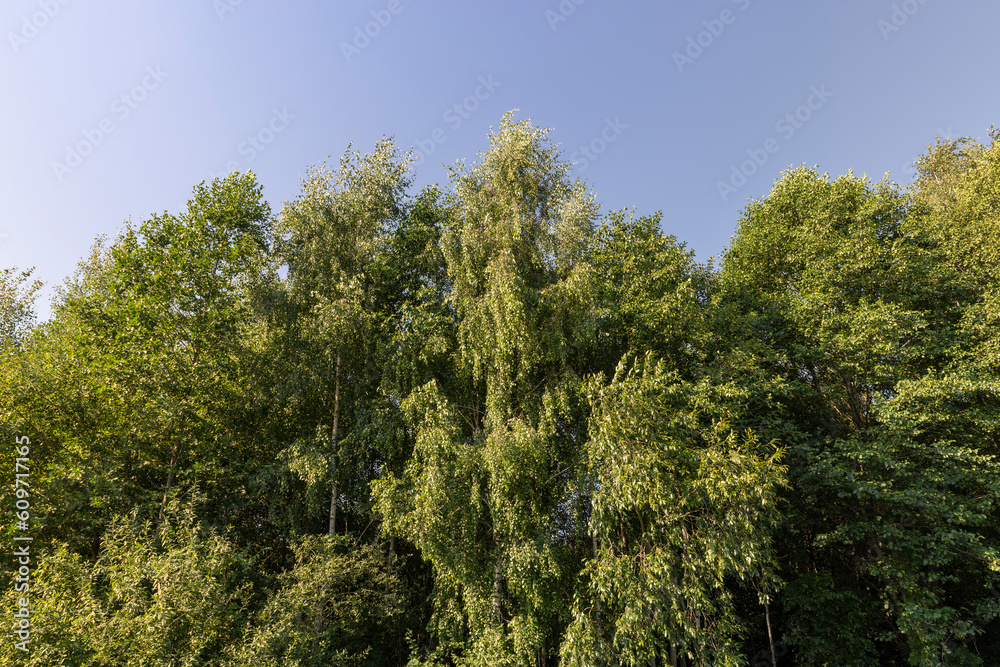 Different trees growing together in the forest Different trees growing together in the forest