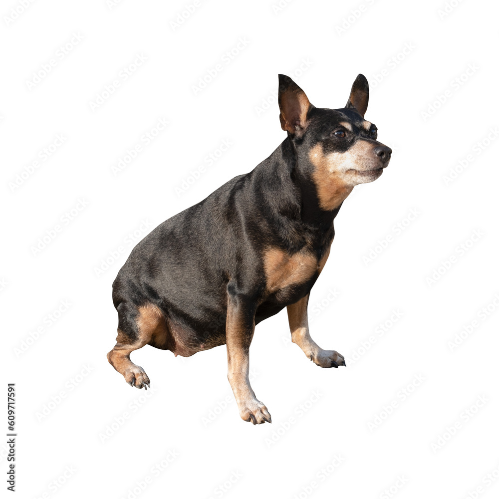 Miniature Pinscher (sit) isolated on transparent background