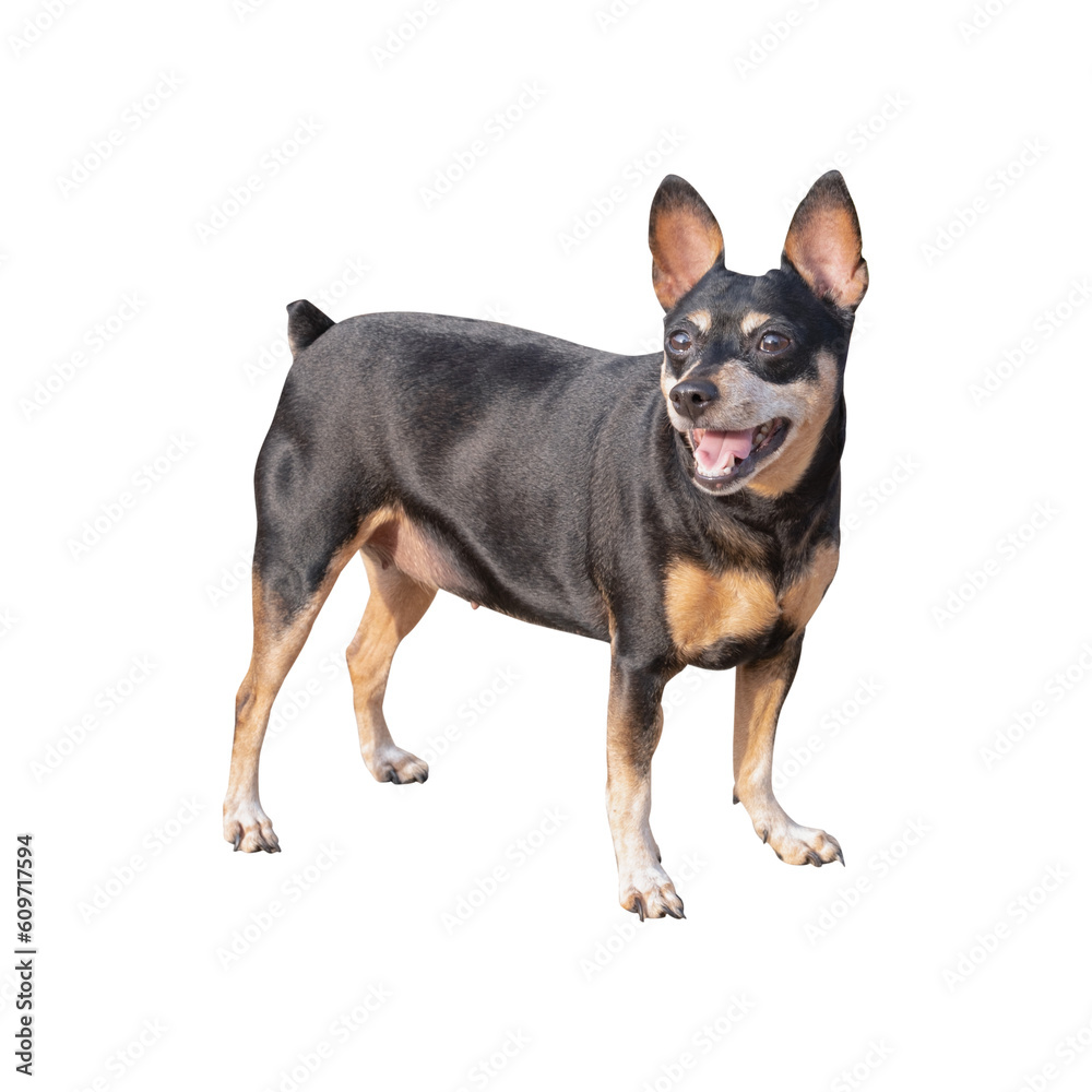 Miniature Pinscher isolated on transparent background Miniature Pinscher isolated on transparent background