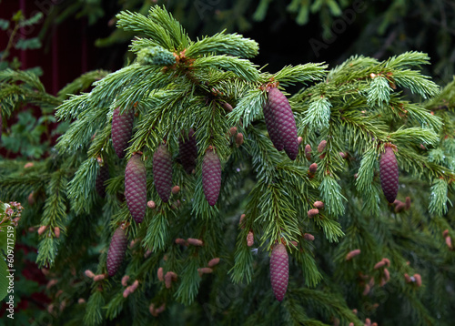 Spruce with red cones on the branches