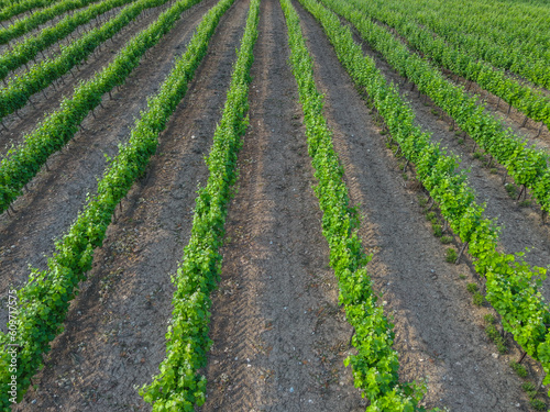 Young vine. Rows of vineyard from above,aerial view.