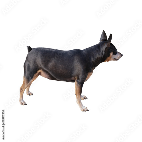Miniature Pinscher (side) isolated on transparent background