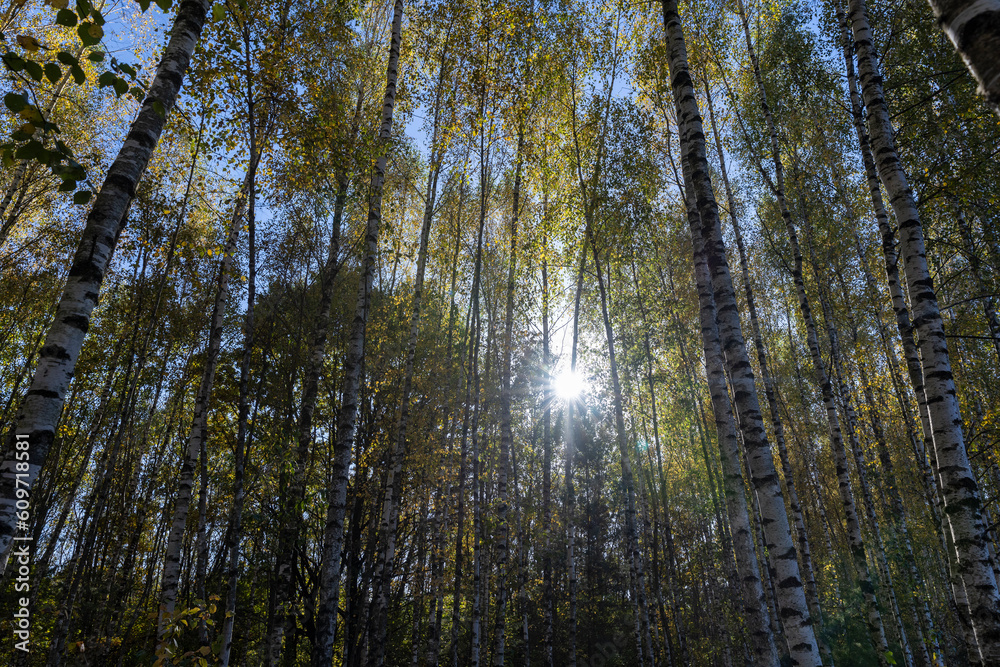 Obraz premium sunny autumn weather in the birch forest