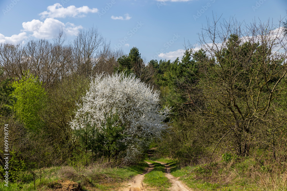 the first foliage on a cherry blossoming with white flowers in spring the first foliage on a cherry blossoming with white flowers in spring