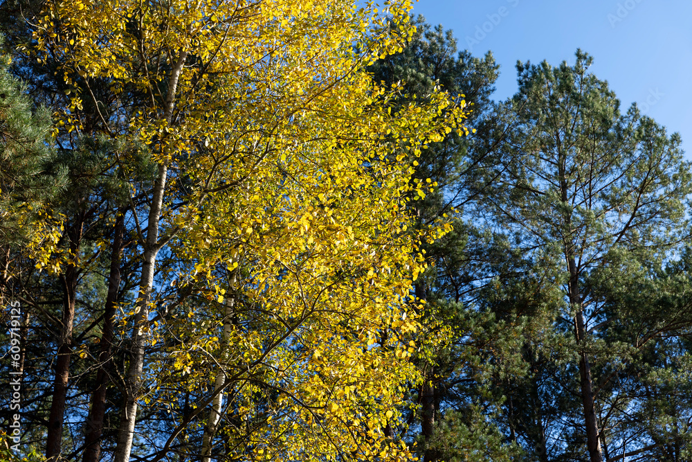 Autumn nature with trees during the fall of colorful foliage Autumn nature with trees during the fall of colorful foliage
