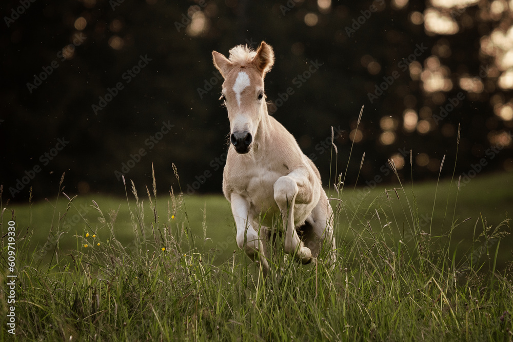 Fototapeta premium haflinger foal galloping on a meadow