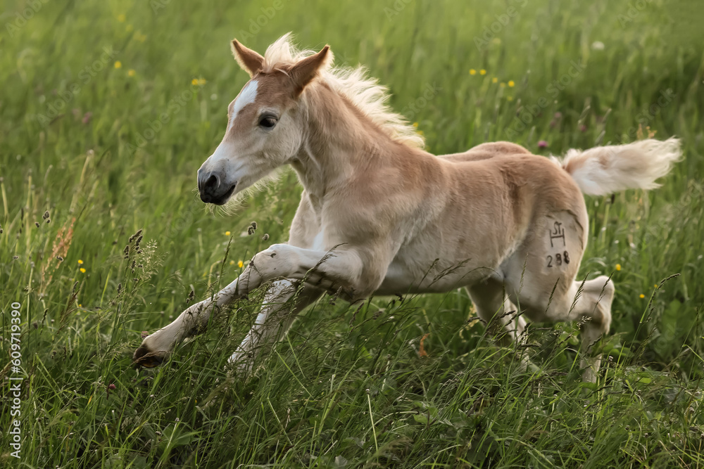 haflinger foal galloping on a meadow haflinger foal galloping on a meadow