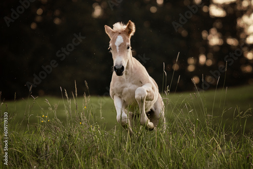 haflinger foal galloping on a meadow