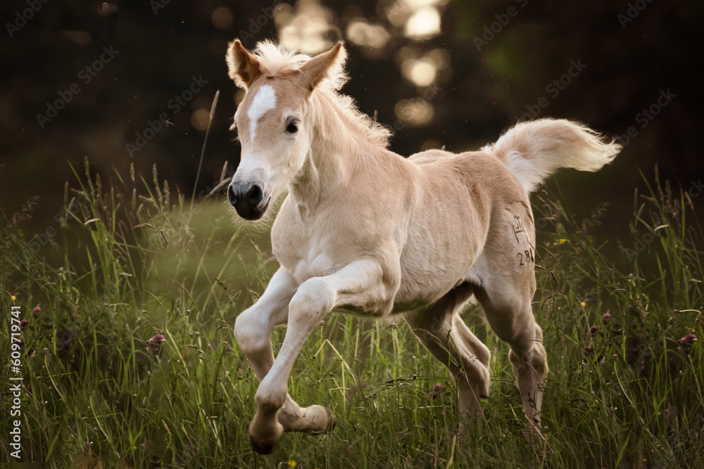 haflinger foal galloping on a meadow