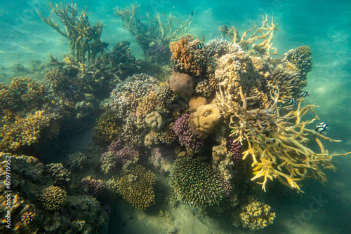 Beautiful Coral Reef Life Scene, Red Sea 
