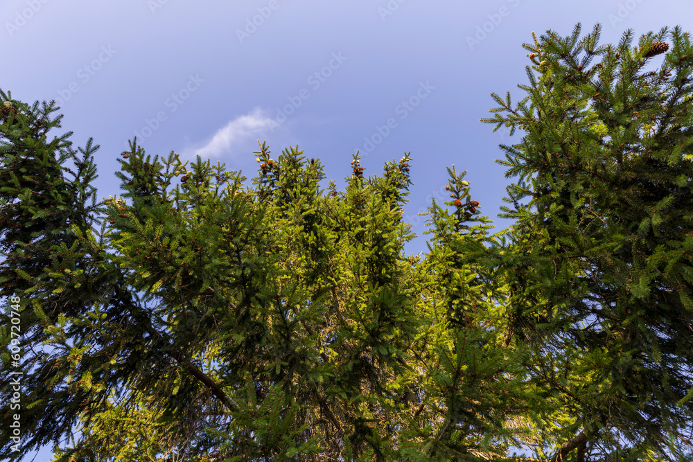 Tall pine tree in summer