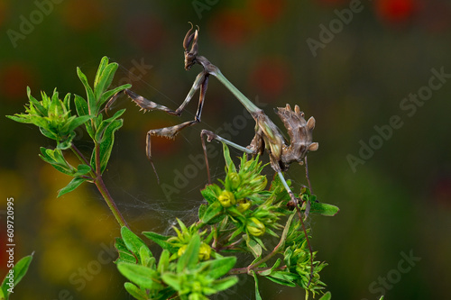 Haubenfangschrecke // Conehead mantis (Empusa fasciata) - Pinios-Delta, Greece photo