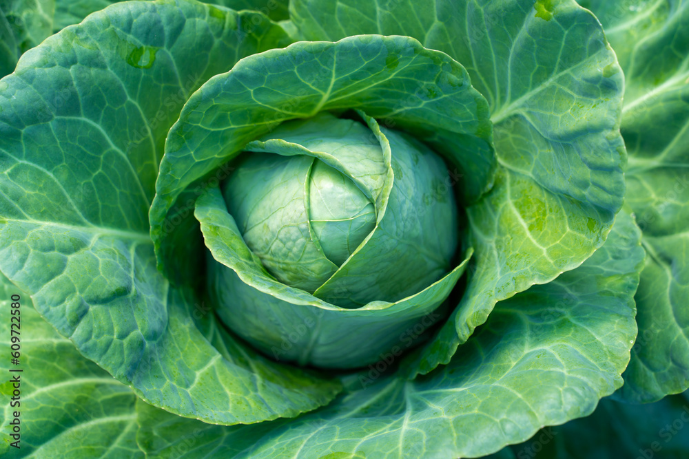 Ripe head of white cabbage close-up Ripe head of white cabbage close-up