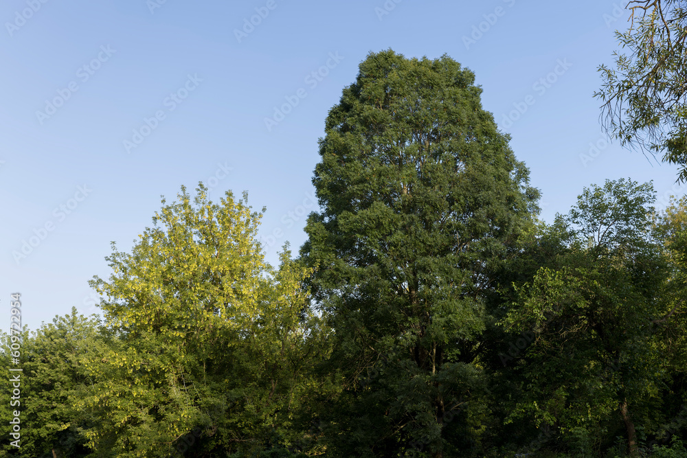 Different trees growing together in the forest Different trees growing together in the forest