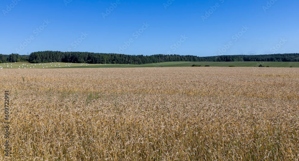 Naklejka premium A field with cereals in the summer
