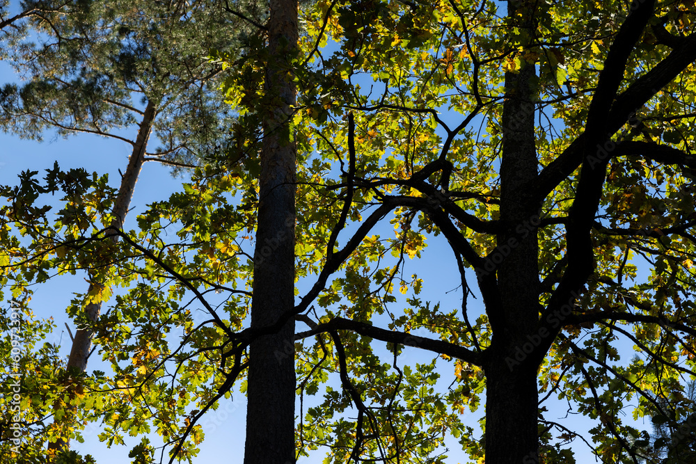 Fototapeta premium Oak tree in autumn leaf fall in sunny weather