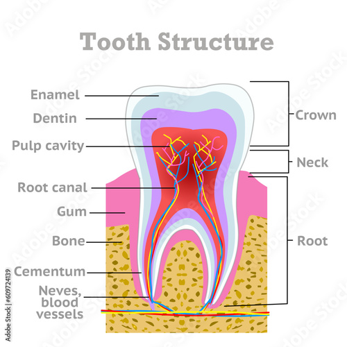 Teeth structure. Tooth diagram, Parts, crown, neck, root. Enamel, dentin, cementum, pulp cavity. Colored anatomy. Dental, gingiva, gum, blood vessels, bone. Explanations. Molar, premolar. Vector